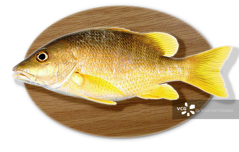 鱼类标本图片素材