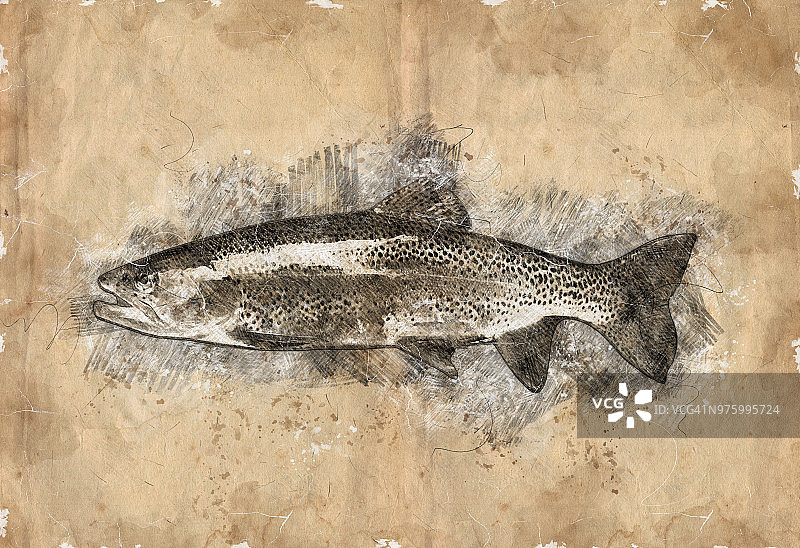 鳟鱼的侧视图图片素材