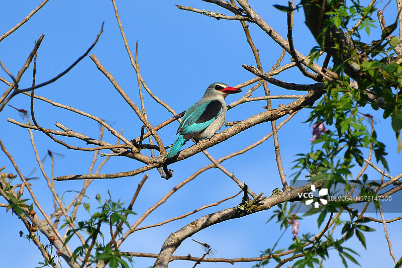 林地翠鸟图片素材