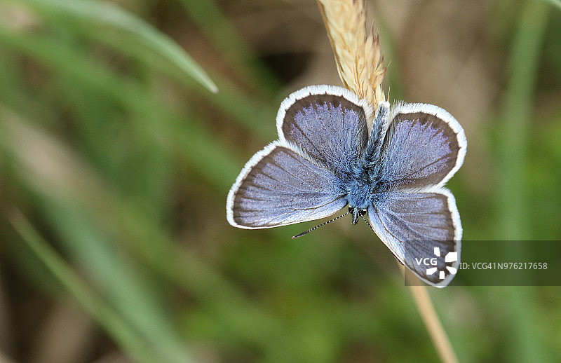 一只漂亮的雄性银纹蓝蝴蝶（Plebejus argus）栖息在草籽头上，展开翅膀图片素材