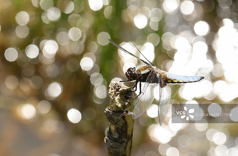 雄性宽体豆娘栖息在水边树枝上的精美图片图片素材