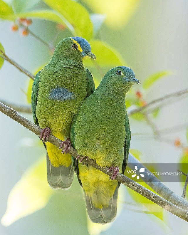 蓝帽果鸠图片素材