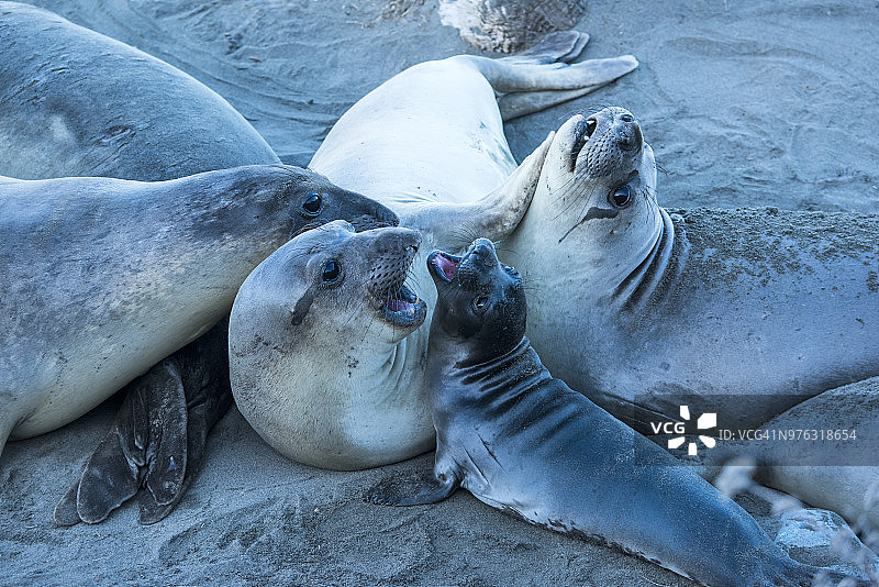 北方象海豹图片素材