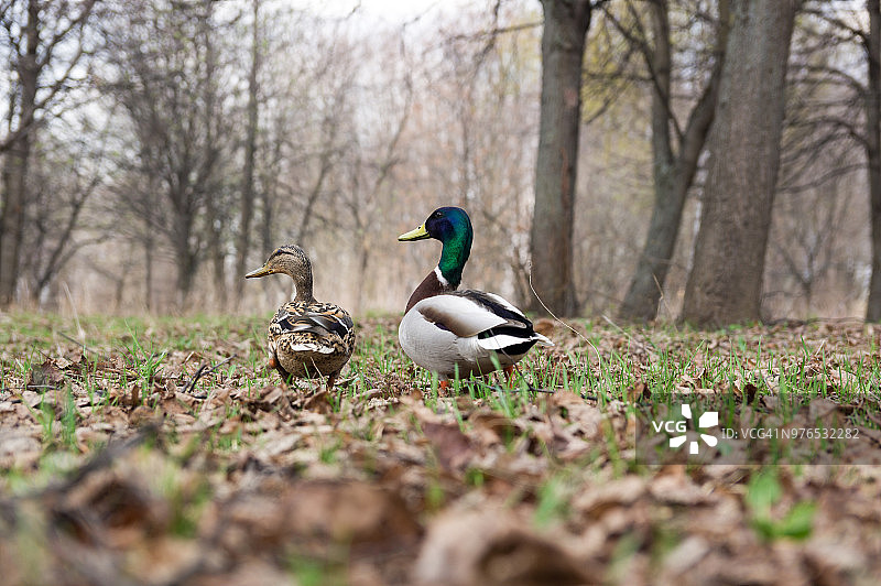莫斯科自然公园草坪上的鸭子图片素材