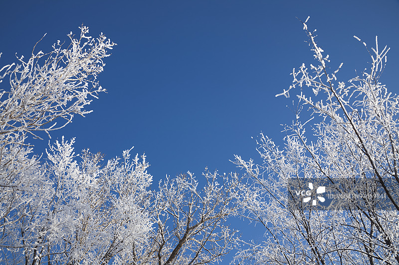 磨砂树顶框住纯净的蓝天图片素材