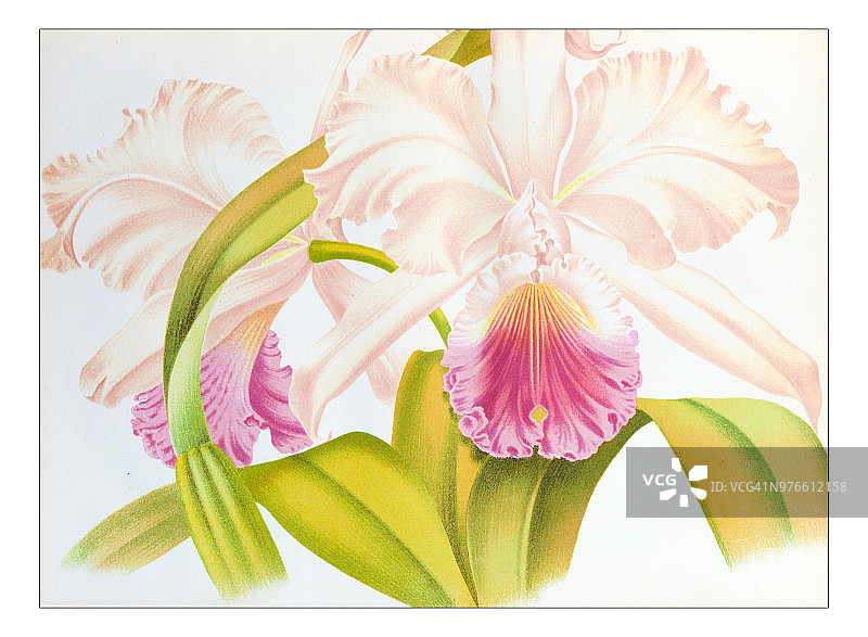 植物古董雕刻插图：Cattleya mendelii superbissima图片素材