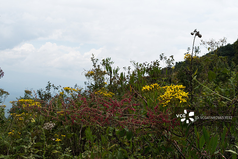 尼拉贡戈火山上的植被图片素材