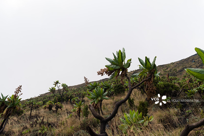 尼拉贡戈火山上的植被图片素材