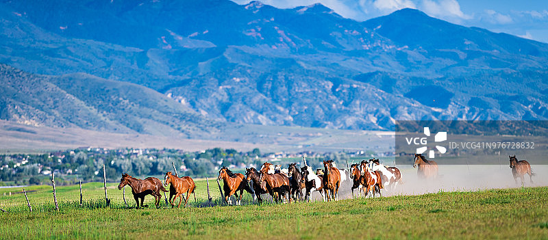 奔跑的野马图片素材