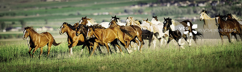 奔跑的野马图片素材