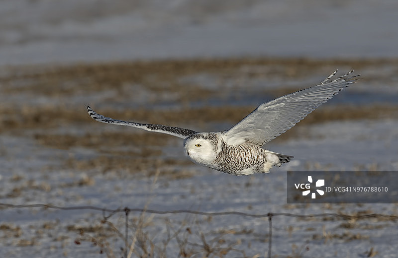 雪鸮（Bubo scandiacus）在加拿大一片开阔的雪地上低空飞行狩猎图片素材