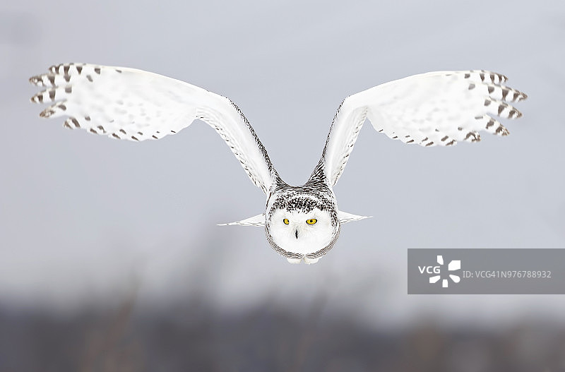 雪鸮（Bubo scandiacus）在加拿大一片开阔的雪地上低空飞行狩猎图片素材