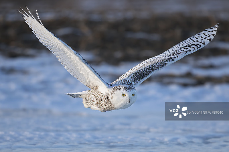 雪鸮（Bubo scandiacus）在加拿大一片开阔的雪地上低空飞行狩猎图片素材