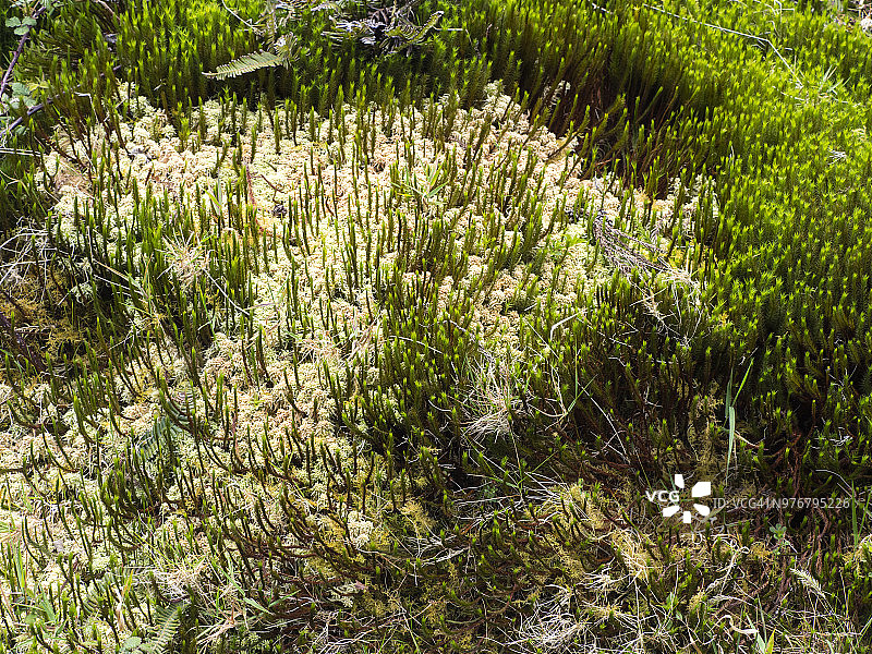 葡萄牙亚速尔群岛特塞拉岛森林土壤中的彩色苔藓和地衣图片素材