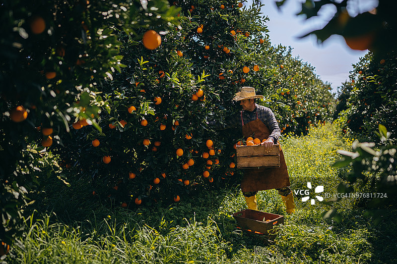 在收获季节，农民在橘子园采摘成熟的橘子图片素材