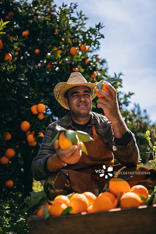 收获期间农民检查橘园中的橙子图片素材