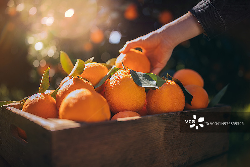 农民从橘子园的木箱里取出新鲜的橘子图片素材