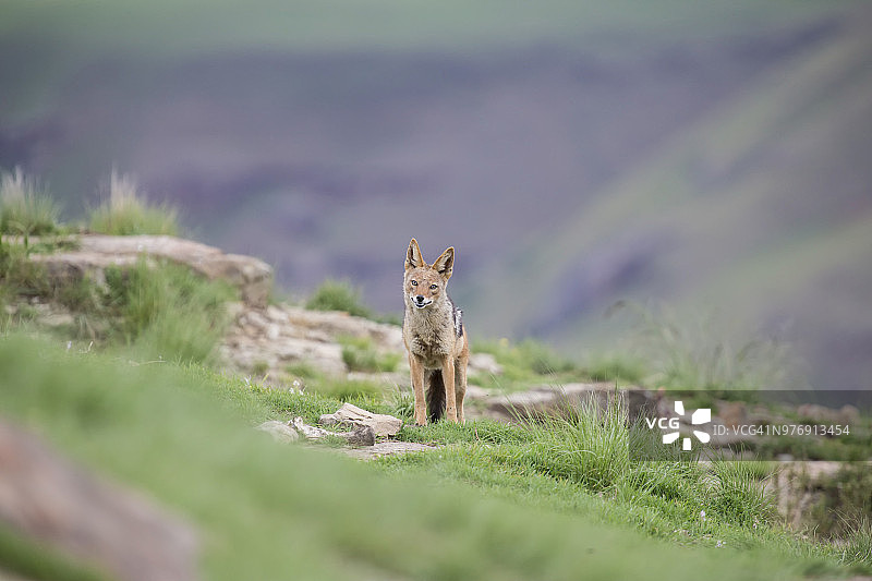 害羞的黑背胡狼在山边寻找食物 - 南非德拉肯斯堡山脉图片素材