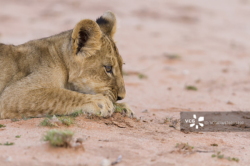 南非卡拉哈里跨国公园的幼狮图片素材