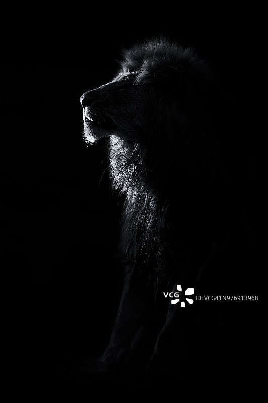 雄狮在黑暗中休息的轮廓-南非萨比沙自然保护区图片素材