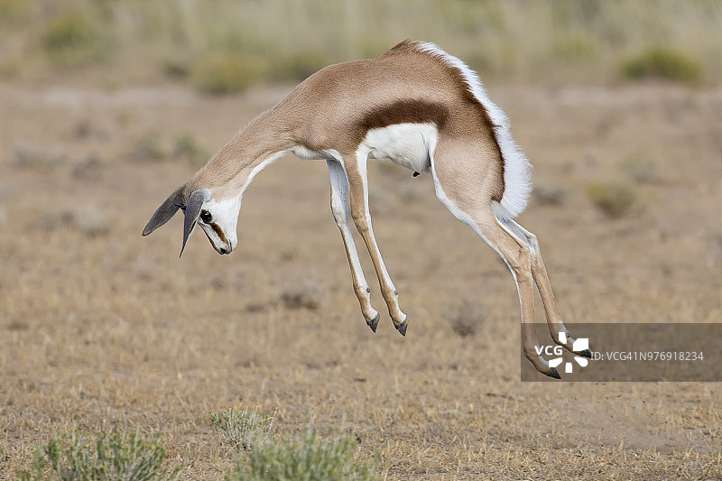 卡拉哈迪自然保护区跳羚跳跃瞬间图片素材