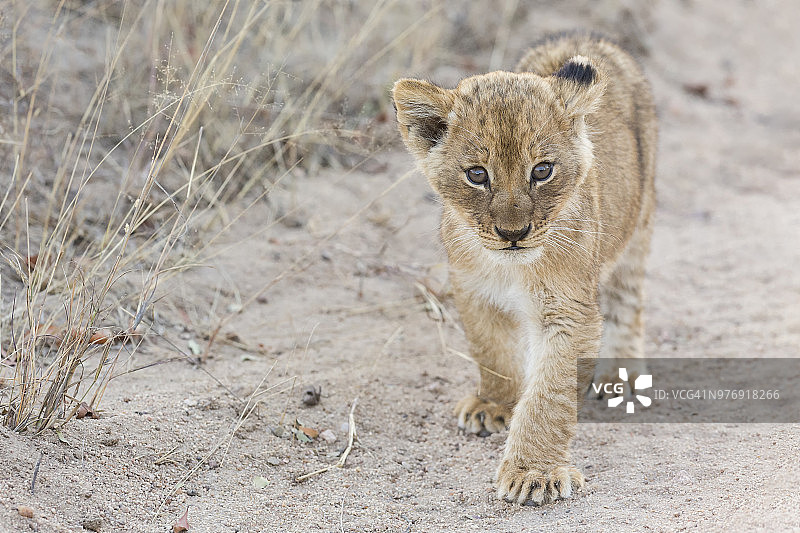 南非卡拉哈里跨国公园的幼狮图片素材