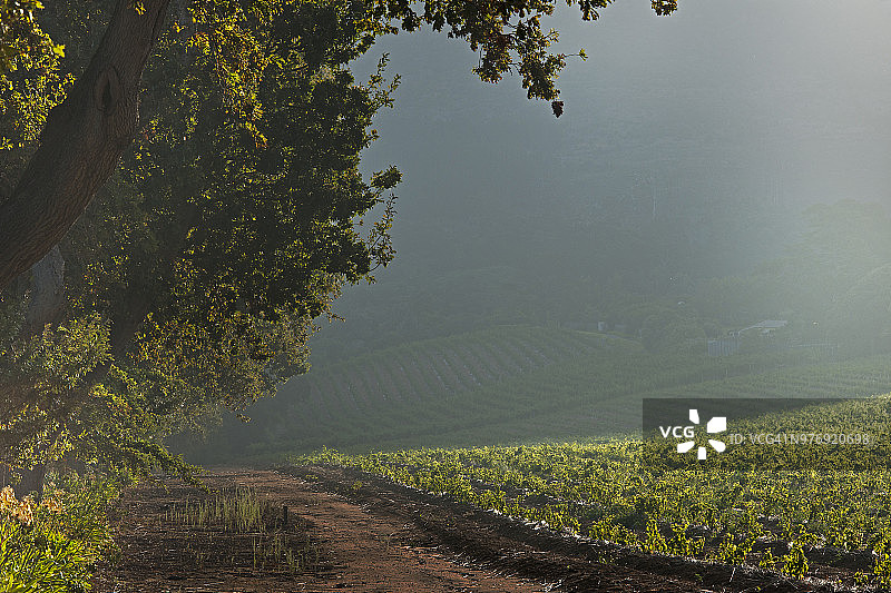 通往布滕弗瓦赫廷庄园的道路，康斯坦茨，开普敦，南非图片素材