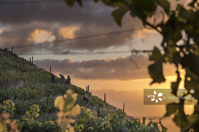 克莱恩康斯坦提亚庄园的优质葡萄藤，南非开普敦图片素材