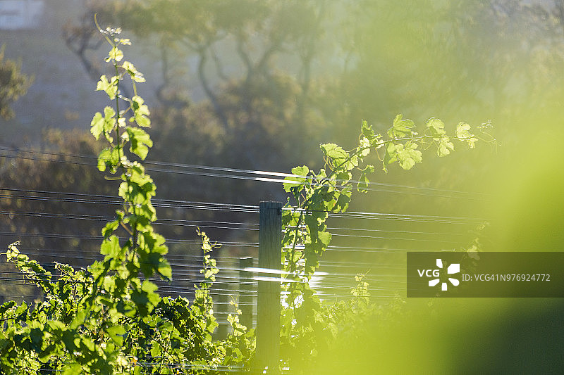 布伊滕弗瓦赫廷葡萄酒庄园的逆光葡萄藤，康斯坦茨，开普敦，南非图片素材