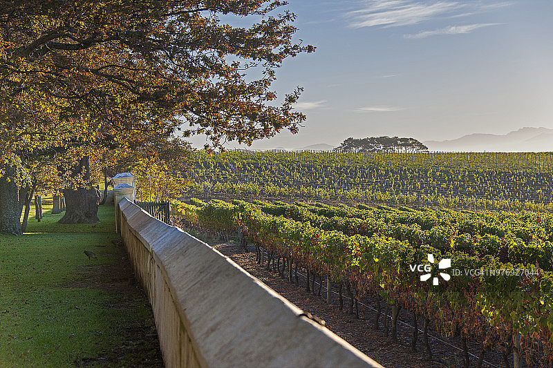 南非开普敦格鲁特康斯坦夏庄园葡萄园图片素材