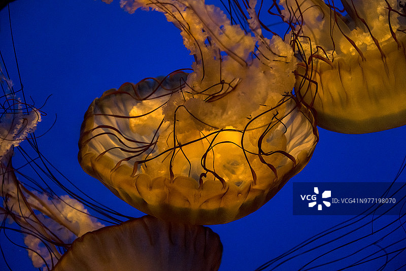 海荨麻图片素材