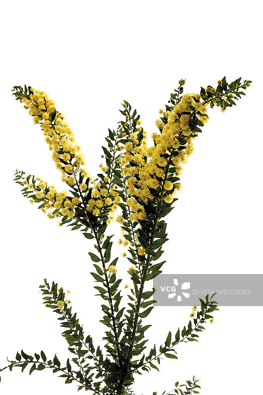 金合欢开花枝条图片素材