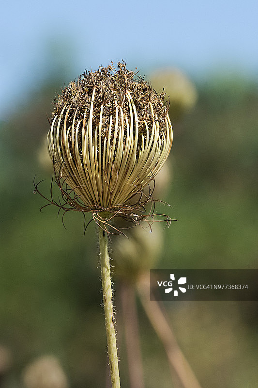 野胡萝卜图片素材