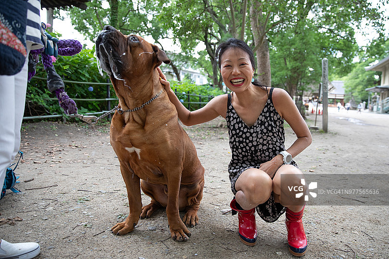 偶遇可爱的土佐犬图片素材