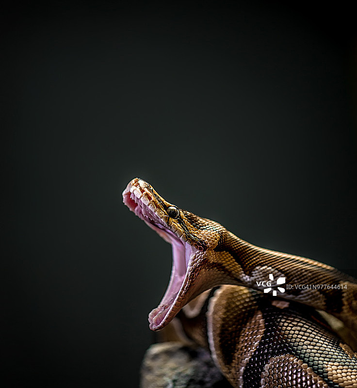 张嘴的球蟒图片素材