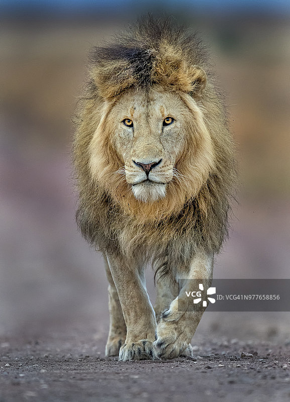 雄狮在路上行走图片素材