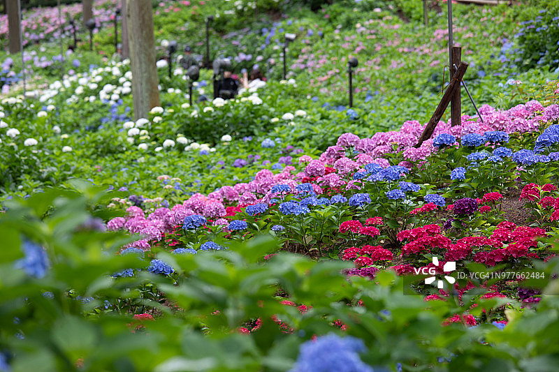 彩色绣球花图片素材