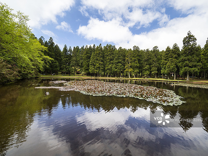 亚速尔群岛特塞拉岛湖中树木倒影图片素材