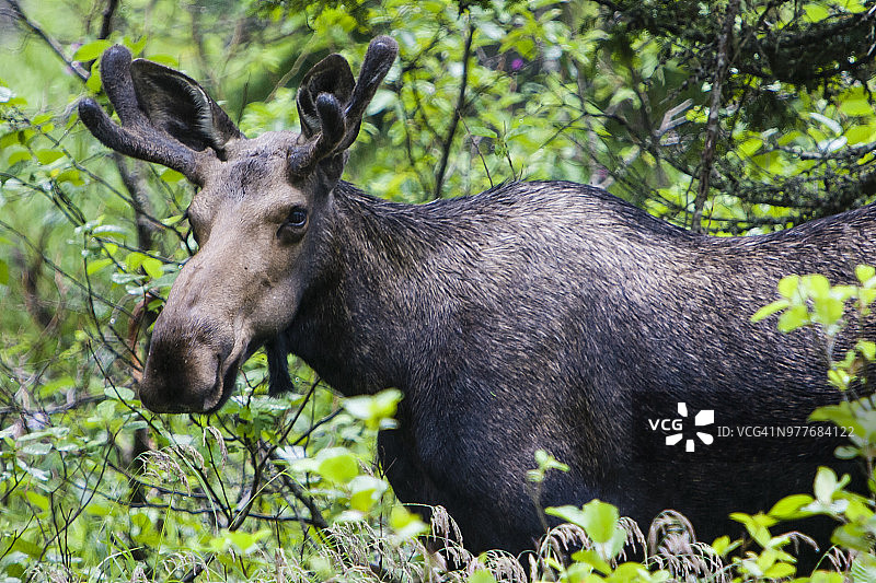 加拿大布雷顿角高地国家公园的驼鹿图片素材