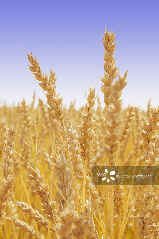 麦穗图片素材