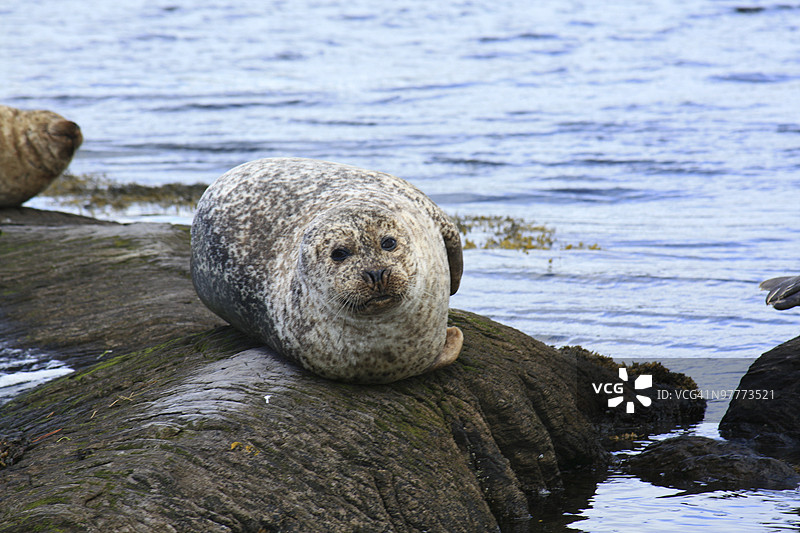 海豹懒洋洋地躺在岩石上图片素材