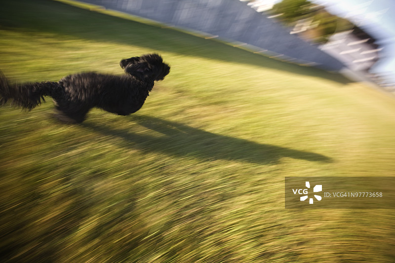 狗在草地上奔跑图片素材