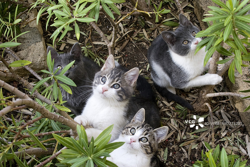 四只猫抬头看树图片素材