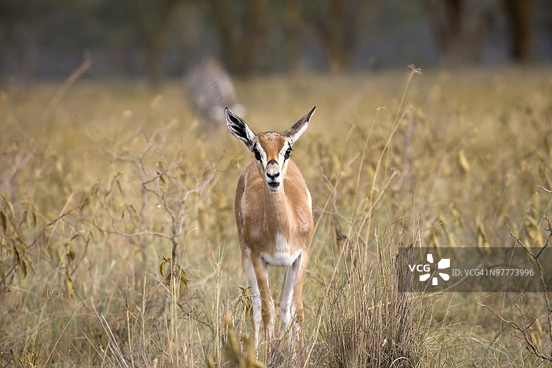 肯尼亚桑布鲁国家保护区，非洲图片素材