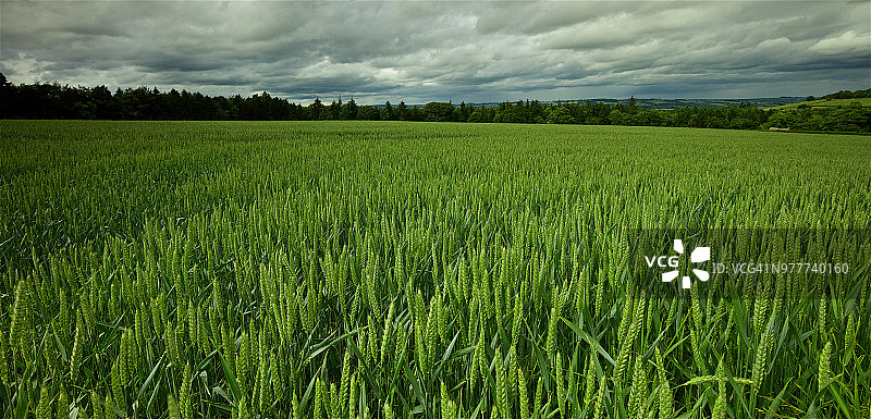 夏季麦田的壮丽景色，暴风雨天空图片素材