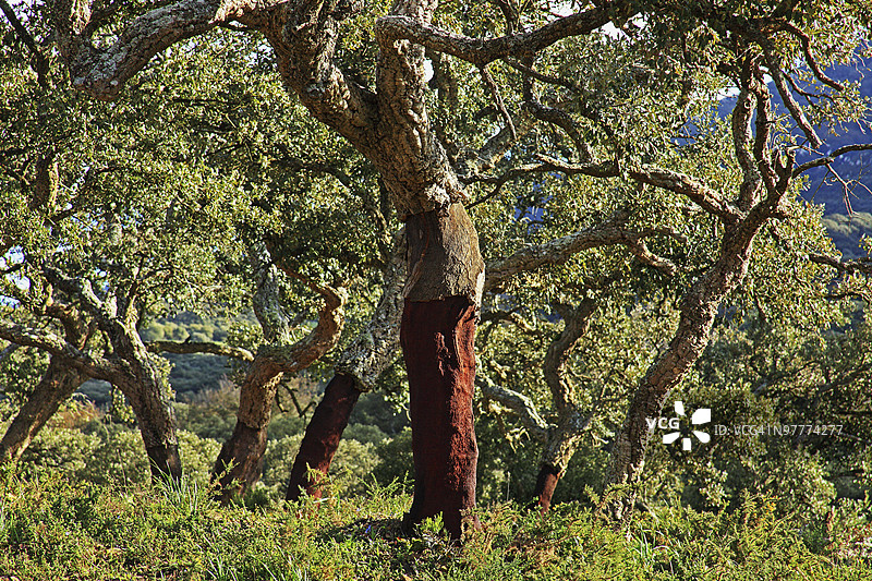 安达卢西亚，西班牙图片素材