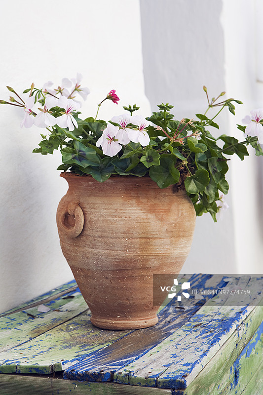 植物盆栽图片素材