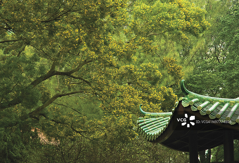 盛开的含羞草与中国香港的宝塔图片素材