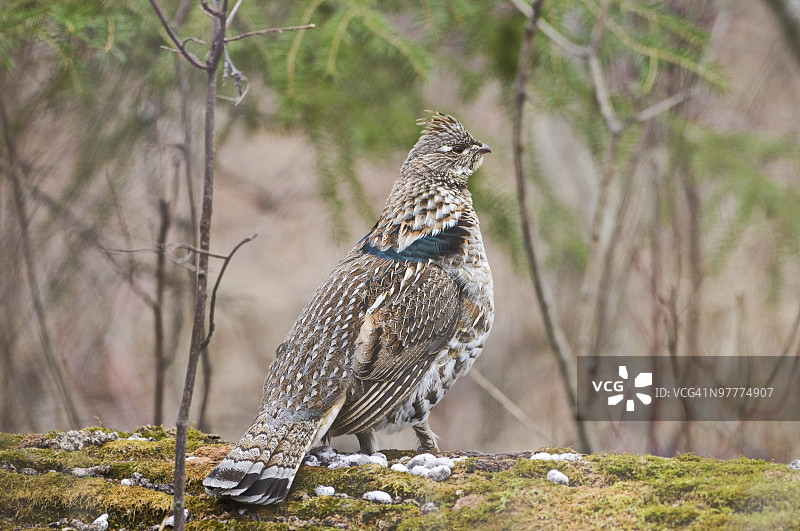 春季的领松鸡图片素材