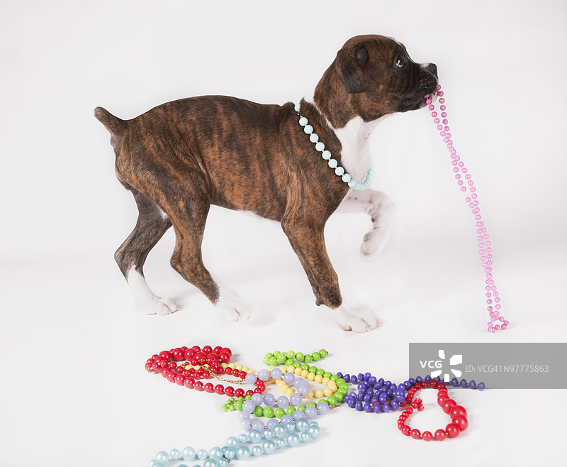 小狗在玩珠子图片素材